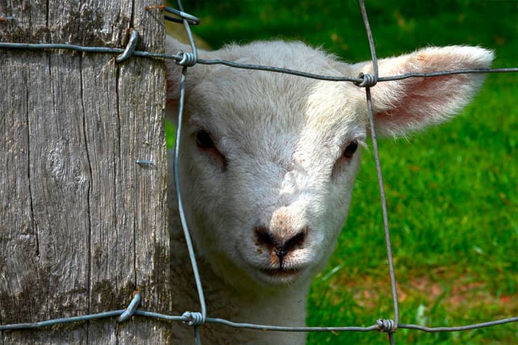 cercado-vallado-malla-ganadera-anudada-instalacion-venta