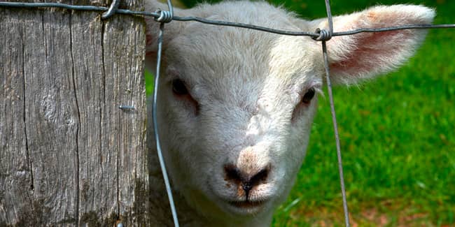 vallado-de-fincas-cinegéticas-min